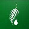 Melaleuca
